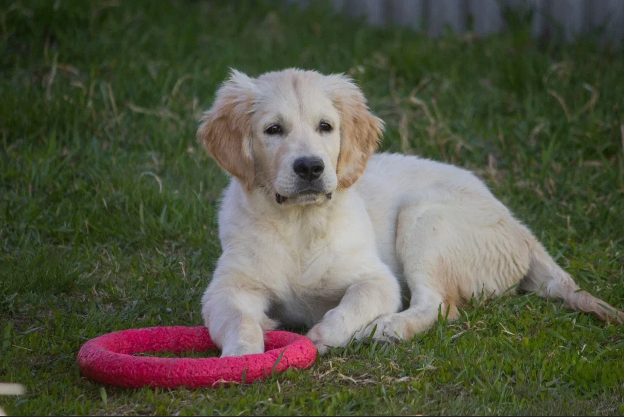Фото Опубликованы фото самых золотистых ретриверов новосибирского питомника 2